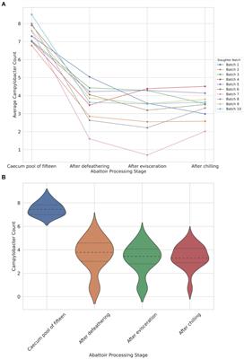 Quantitative assessment and genomic profiling of Campylobacter dynamics in poultry processing: a case study in the United Arab Emirates integrated abattoir system